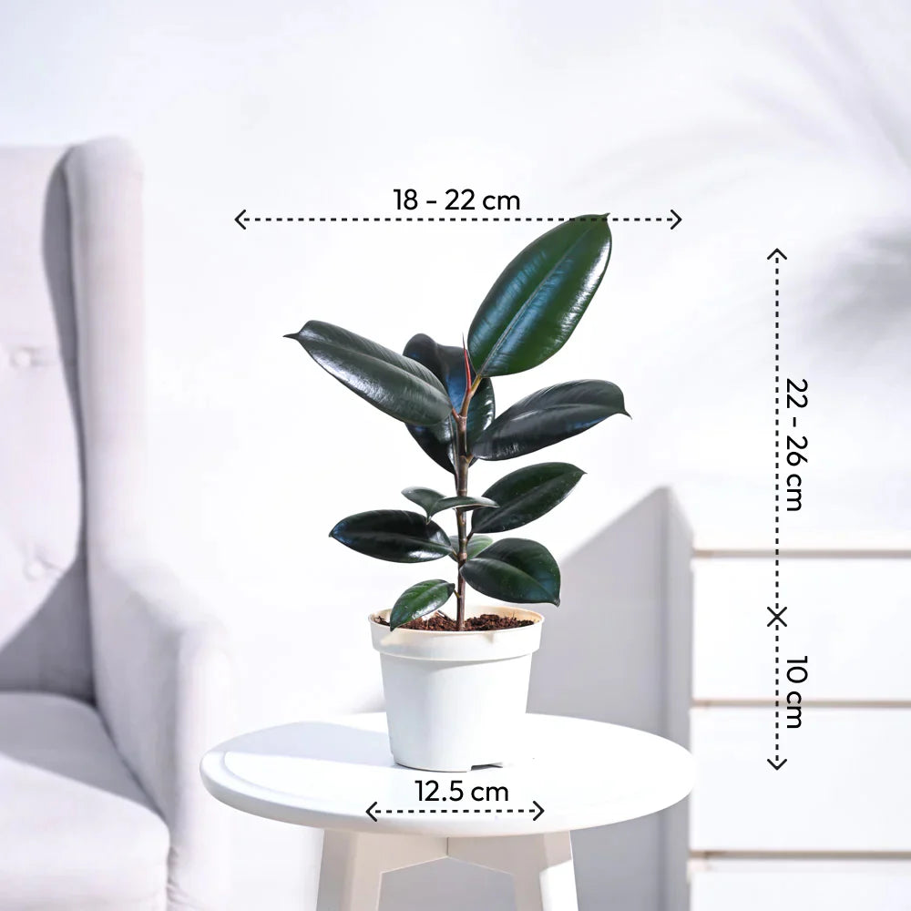 Rubber Green Indoor Air Purifying Plant with Free Premium Quality Pot