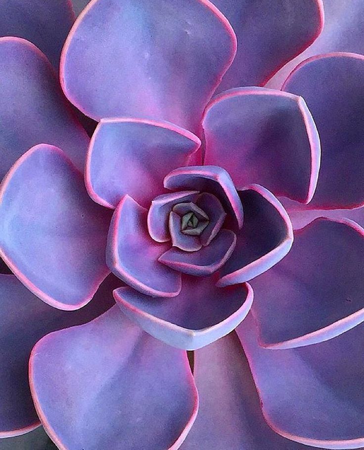 Pink Succulent Indoor Air Purifying Plant with Free Premium Quality Pot