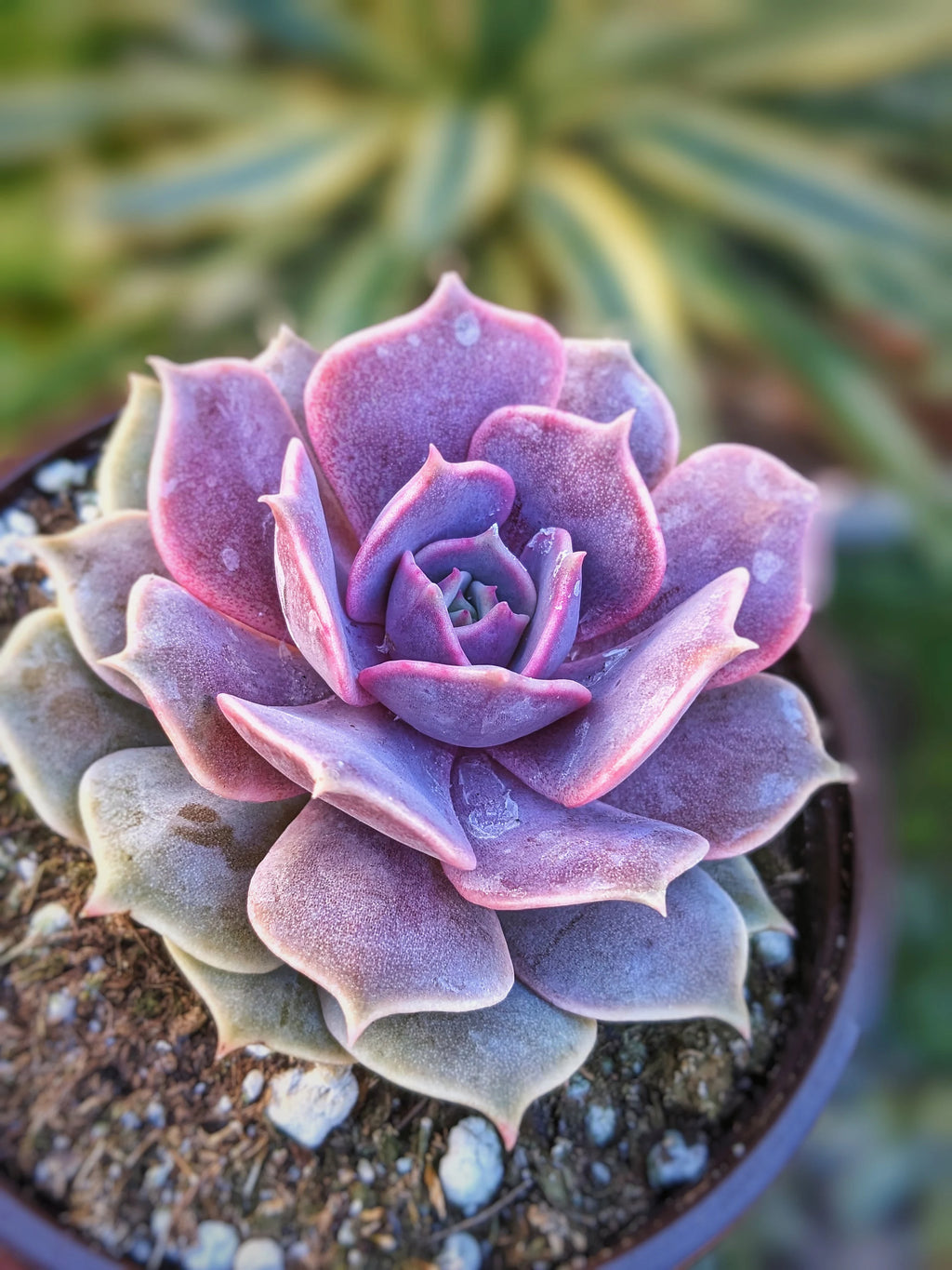 Pink Succulent Indoor Air Purifying Plant with Free Premium Quality Pot