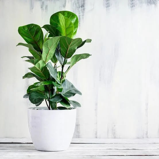 Fiddle-leaf Fig Indoor Air Purifying Plant with Free Premium Quality Pot