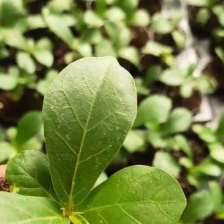 Fiddle-leaf Fig Indoor Air Purifying Plant with Free Premium Quality Pot