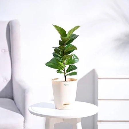 Fiddle-leaf Fig Indoor Air Purifying Plant with Free Premium Quality Pot